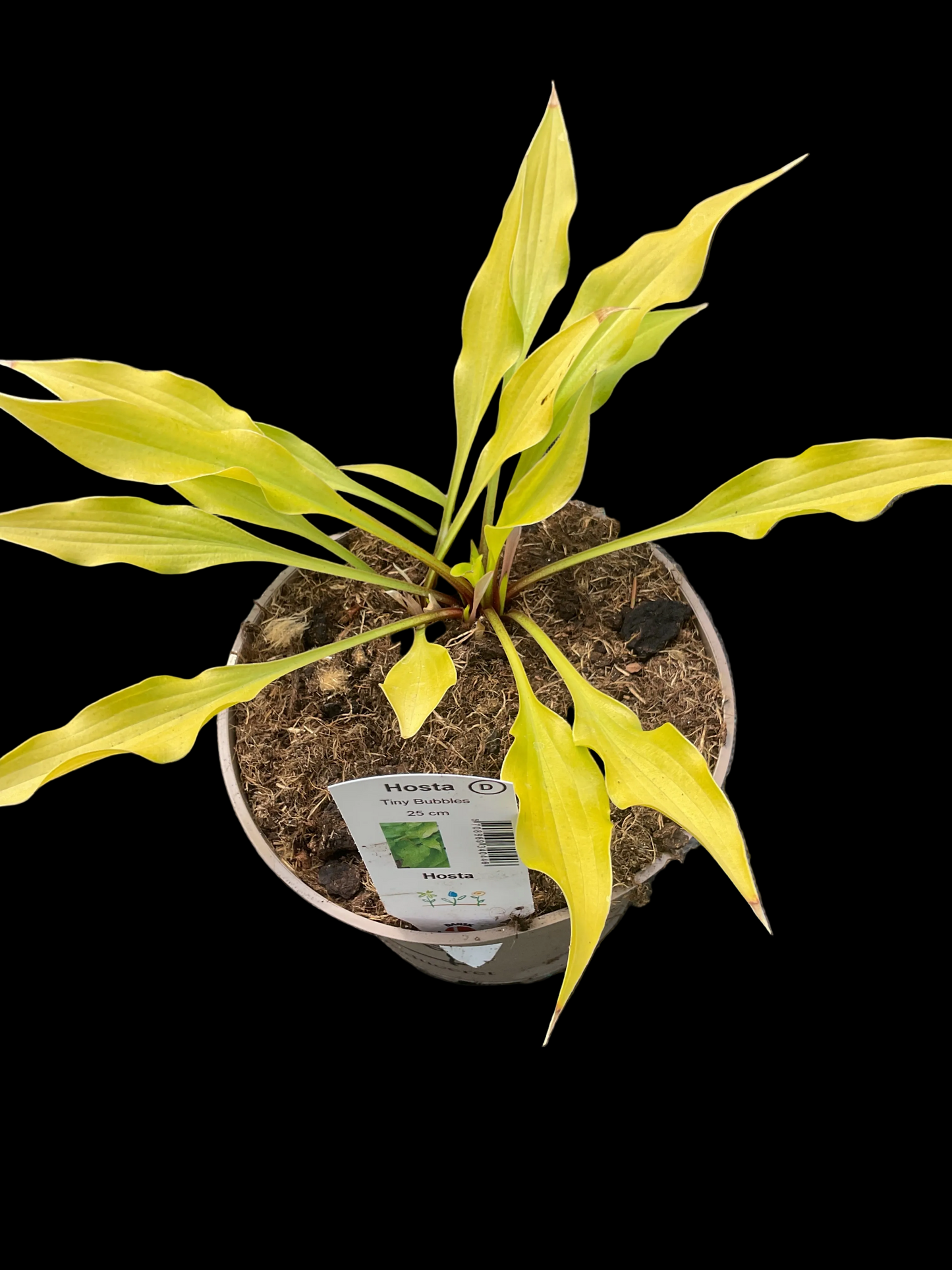 Hosta ‘Tiny Bubbles’ P15