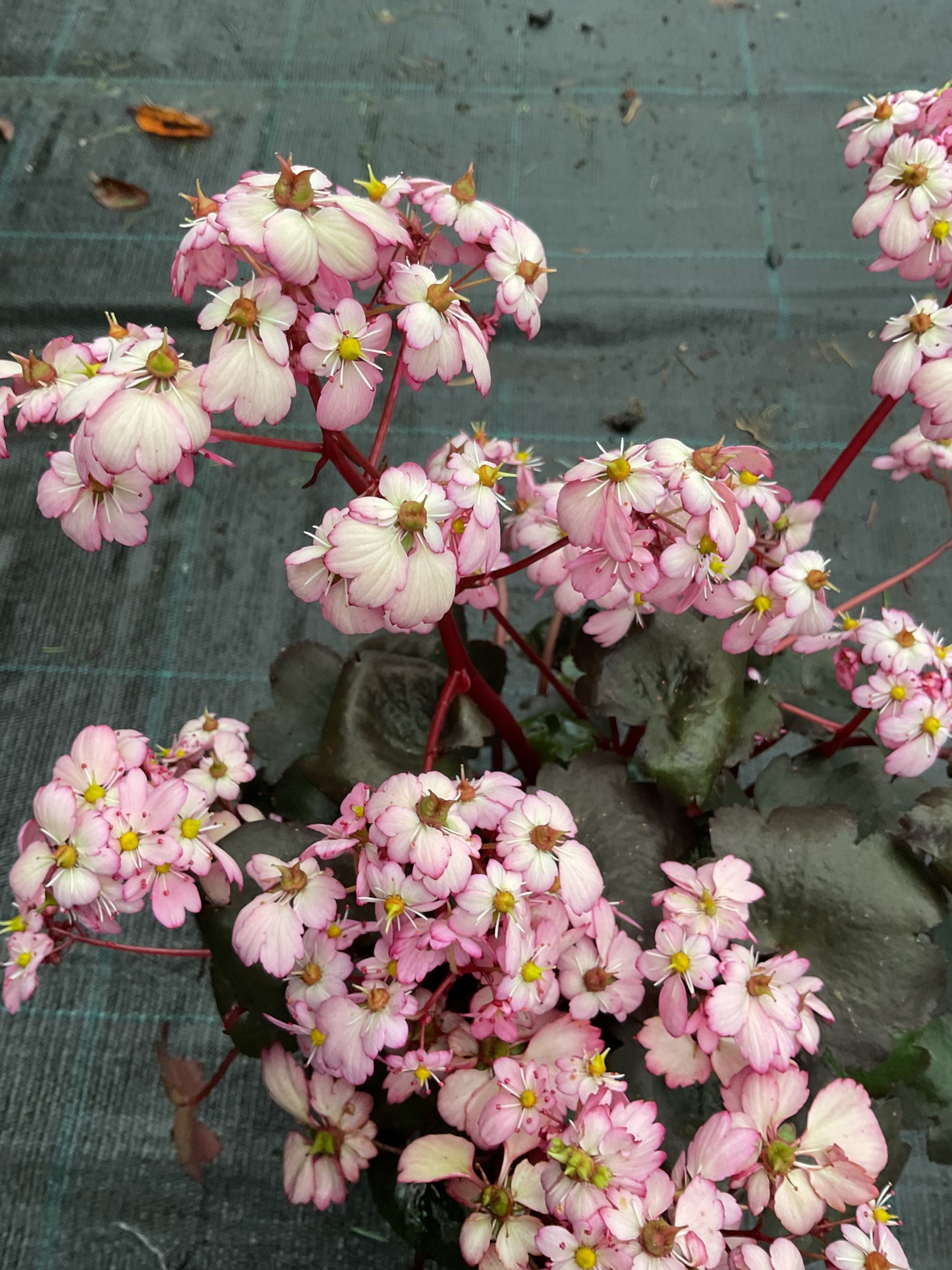 Saxifraga cortusifolia ‘Dancing Pixies Tilda’ P13