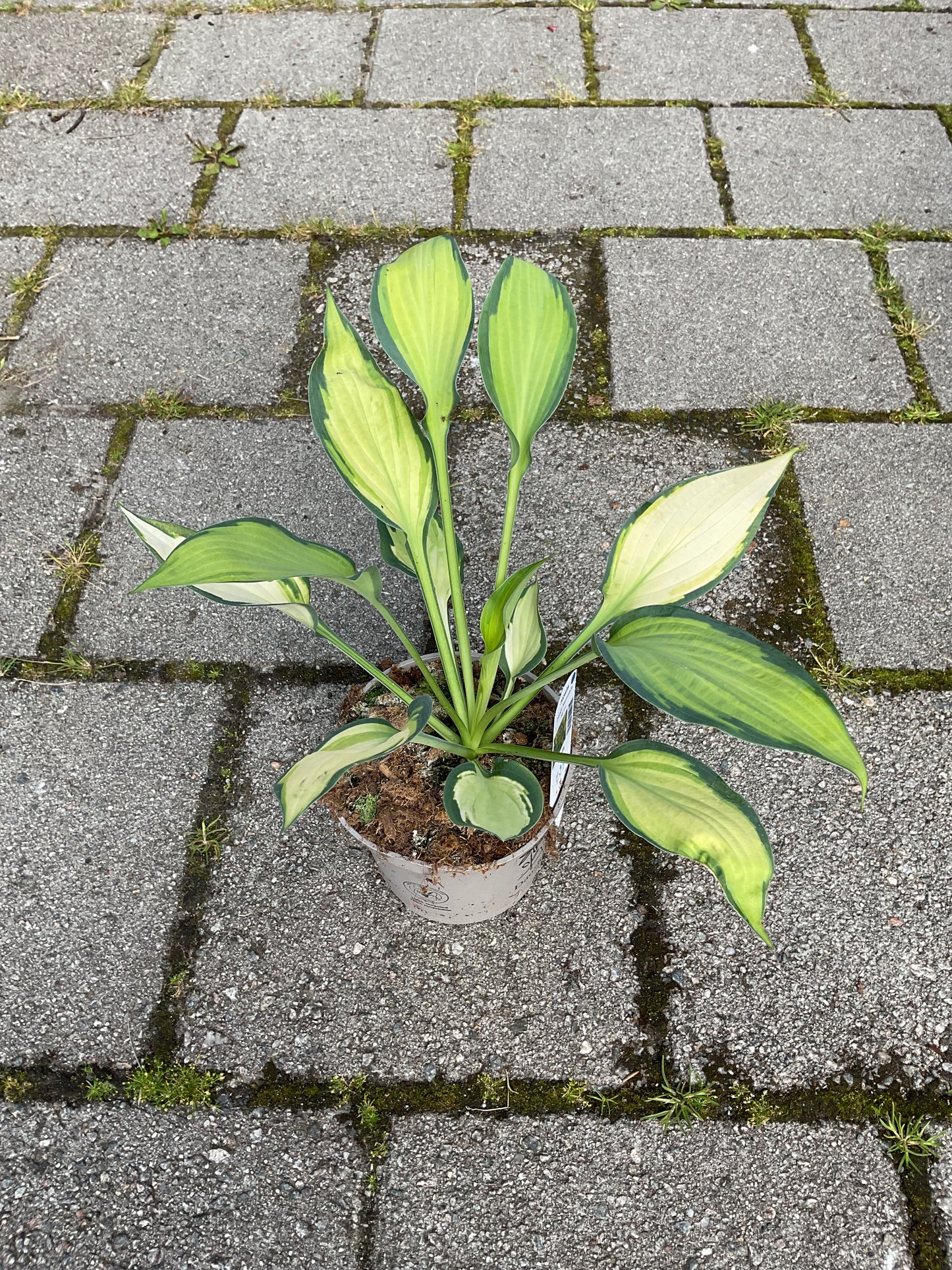 Hosta ‘Orange Marmelade’ P15