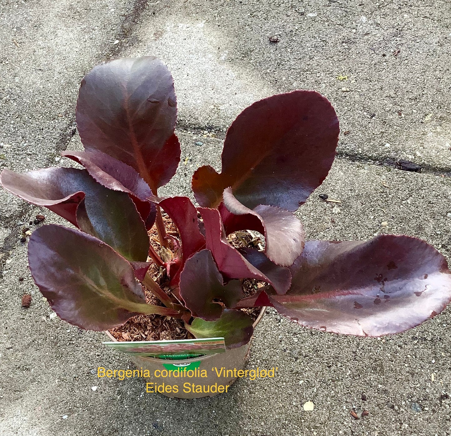 Bergenia cordifolia ‘Vinterglöd’