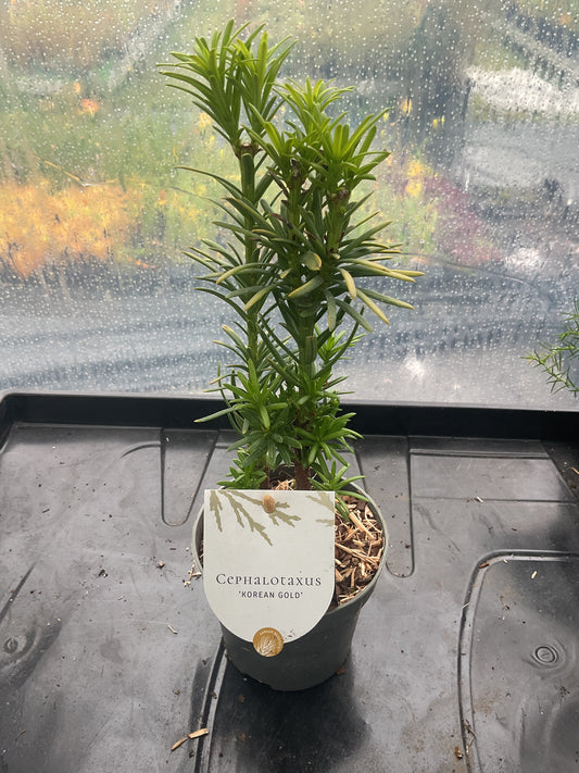 Cephalotaxus ‘Korean Gold’ P10