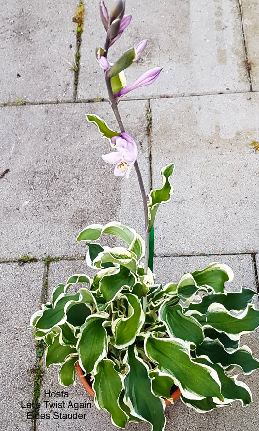 Hosta ‘Let’s Twist Again’ P12