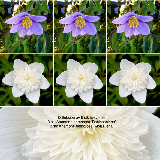 Anemone nemorosa Kolleksjon av 6 stk (3 blå +3 stk hvite doble)