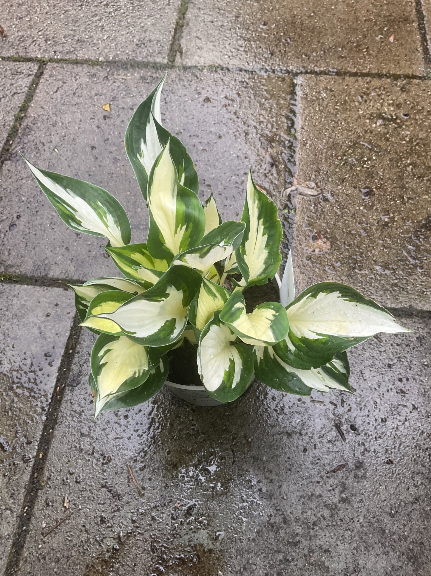 Hosta ‘Loyalist’