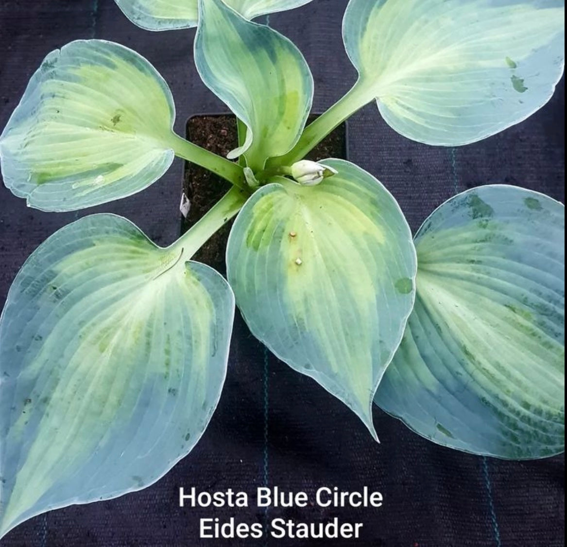 Hosta ‘Blue Circle’