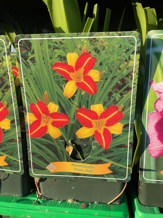 Hemerocallis ‘Frans Hals’