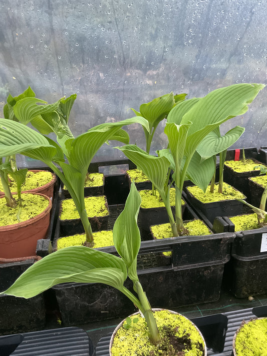 Hosta ‘Green Acres’