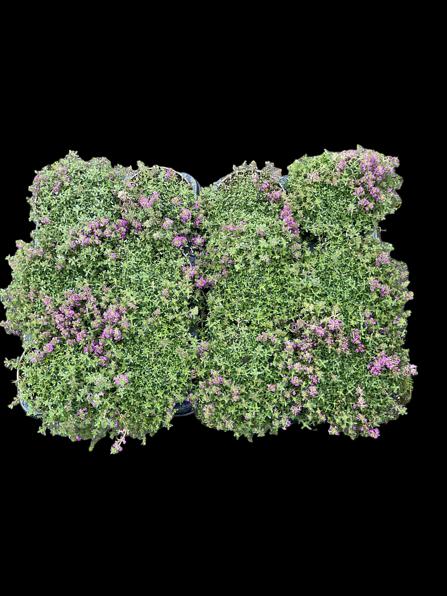 Thymus praecox ‘Coccineus’ P12