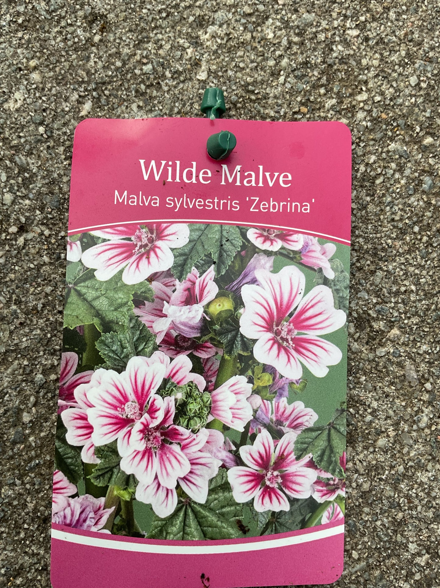 Malva sylvestris ‘Zebrina’ P13