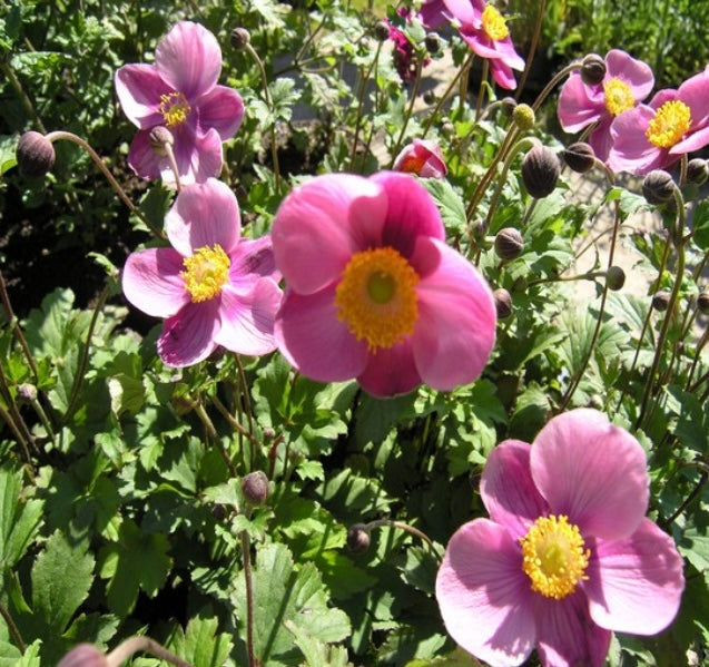 Anemone japonica ‘Splendens’ P13