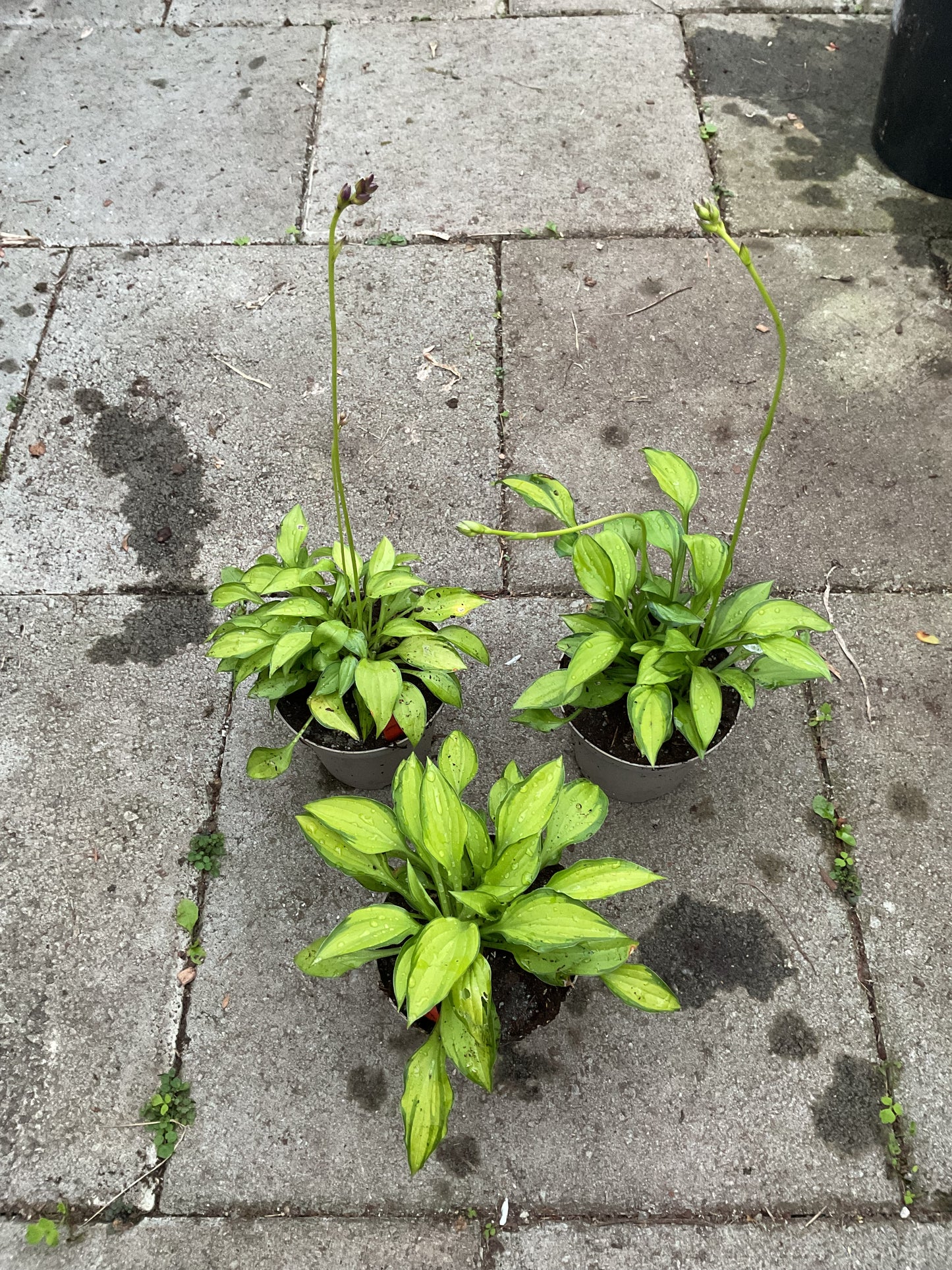 Hosta ‘Twist of Lime’