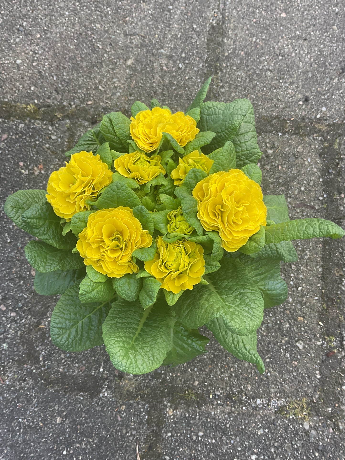 Primula Belarina ‘Dayglow Yellow’ P12