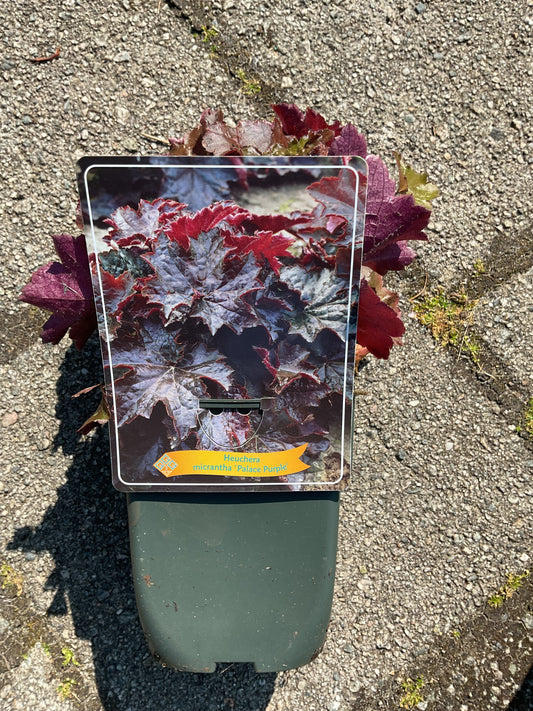 Heuchera micrantha ‘Palace Purple’ P11x11
