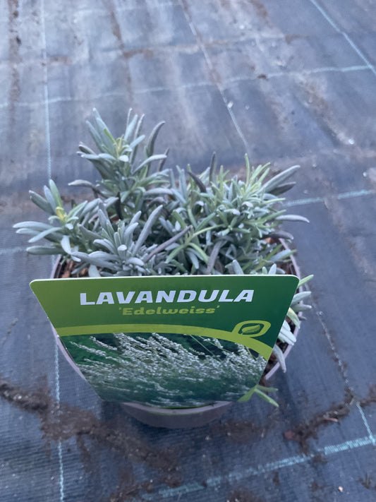 Lavandula angustifolia ‘Edelweiss’ P17