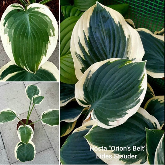 Hosta ‘Orion’s Belt’