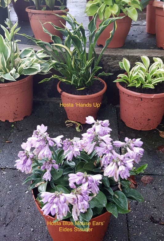 Hosta ‘Hands Up’