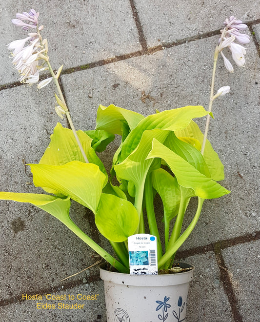 Hosta ‘Coast to Coast’