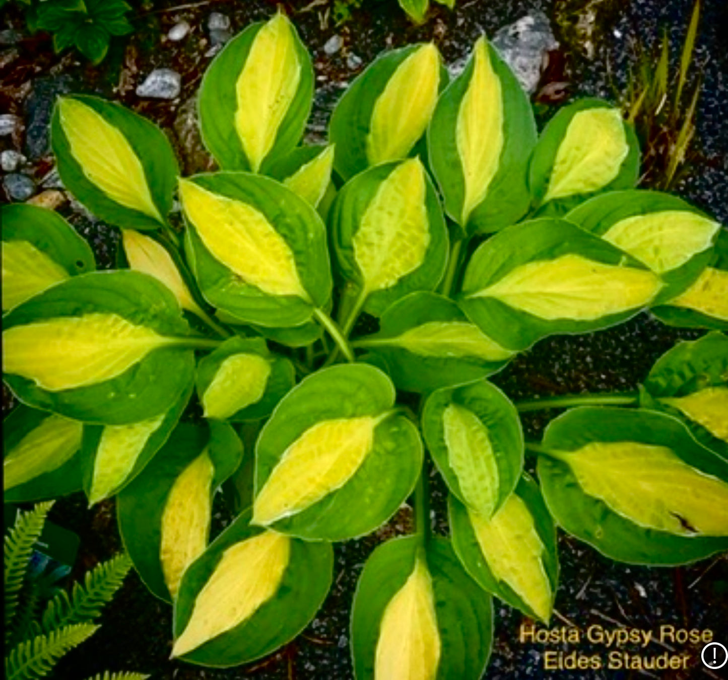 Hosta ‘Gypsy Rose’