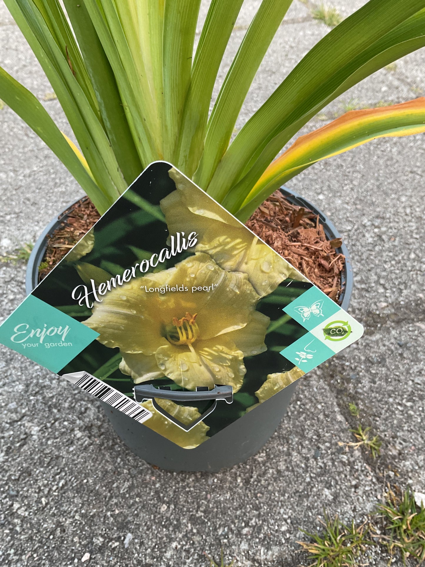 Hemerocallis ‘Longfields Pearl’ P17