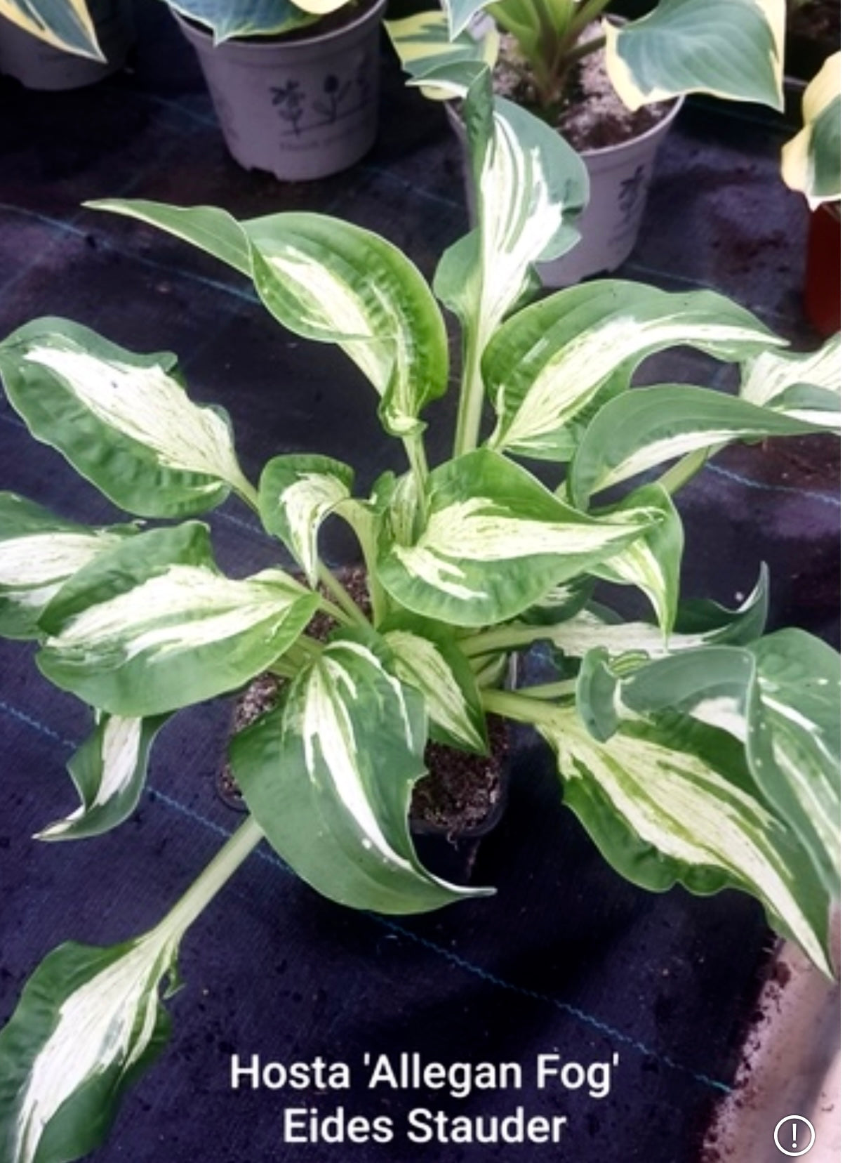 Hosta ‘Allegan Fog’