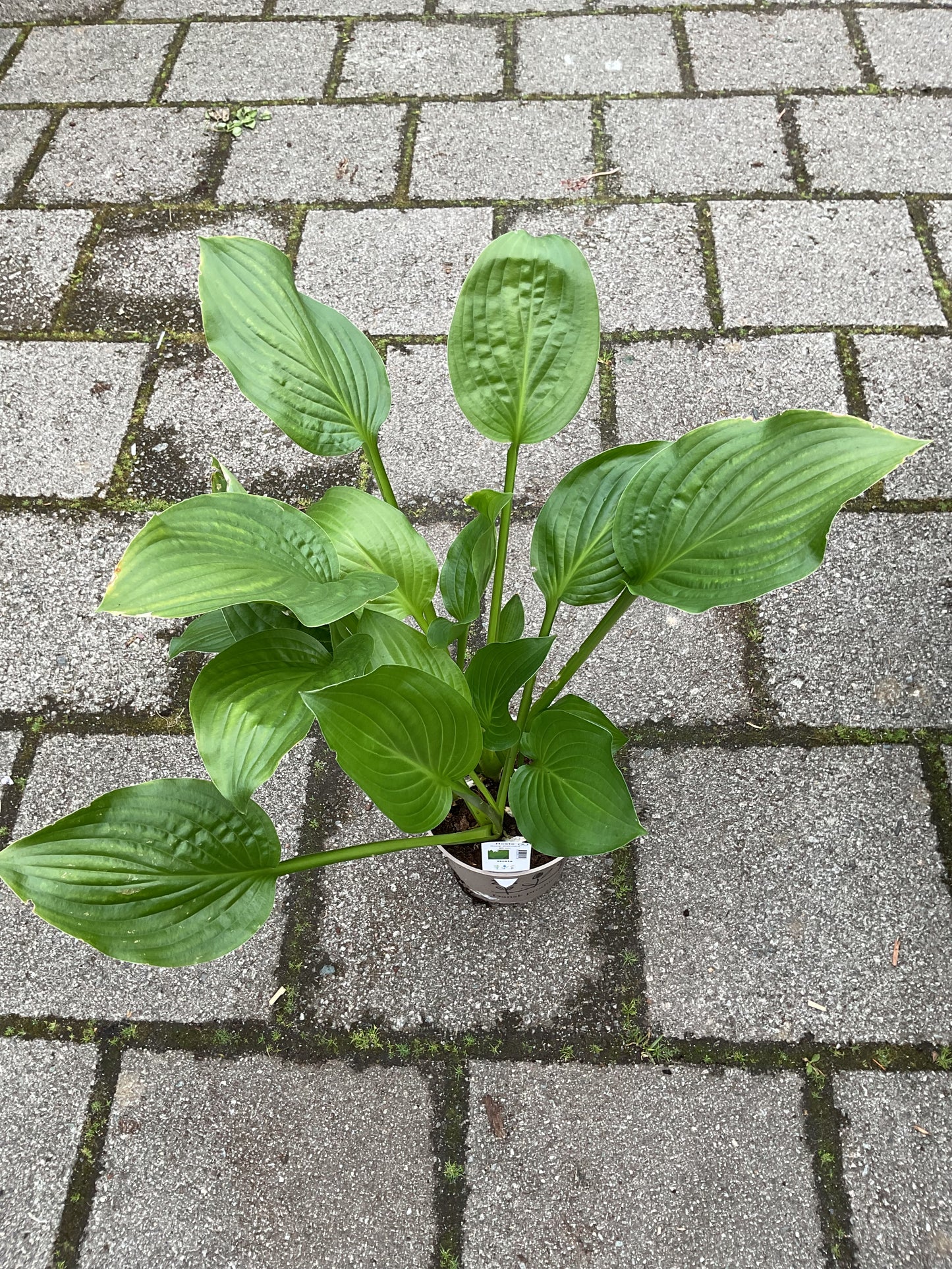 Hosta ‘Royal Standard’ P15