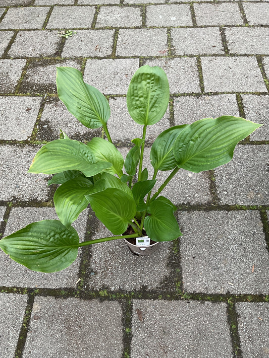 Hosta ‘Royal Standard’ P15
