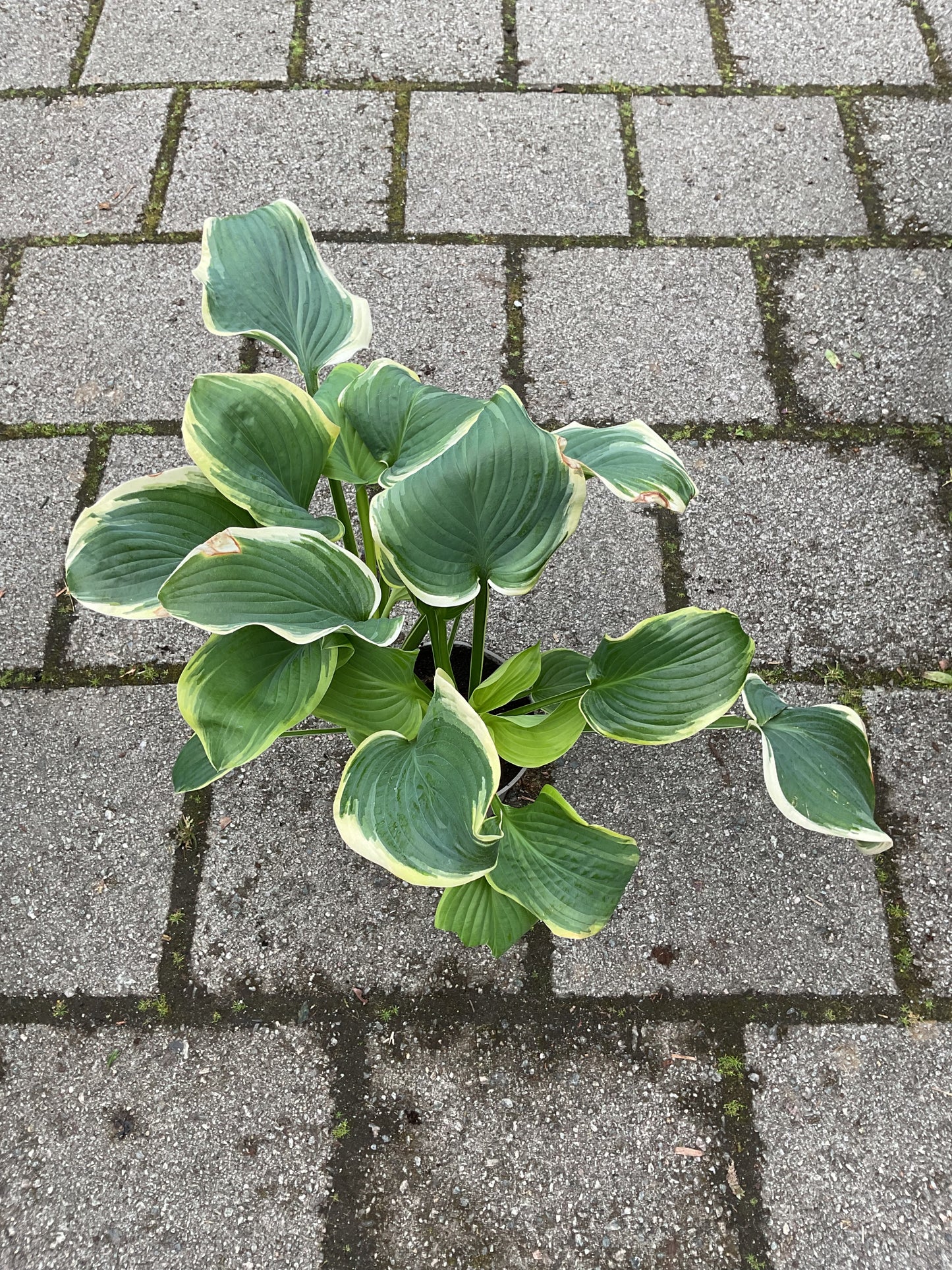 Hosta ‘Fragrant King’ P15