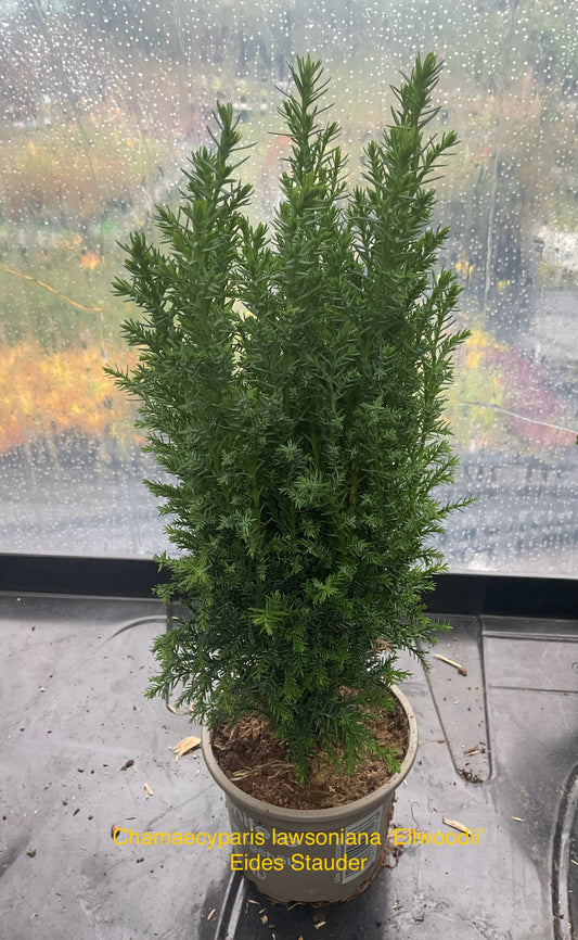 Chamaecyparis lawsoniana ‘Ellwoody’ P9