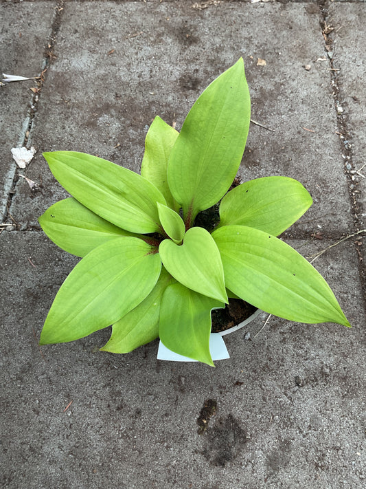 Hosta ‘Mango Lettuce’