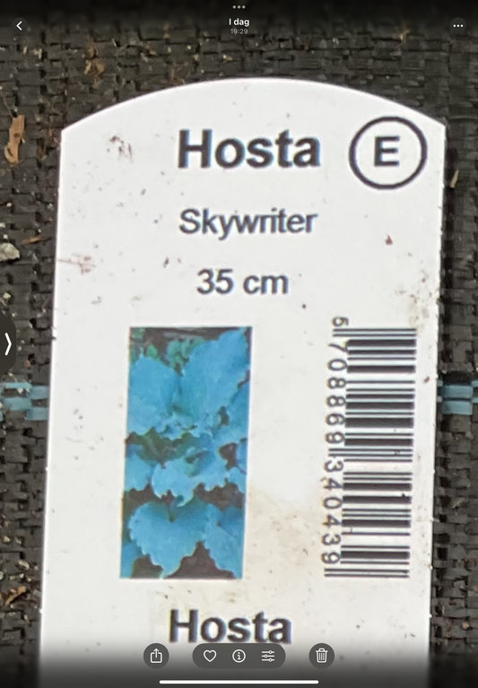 Hosta ‘Skywriter’ P15