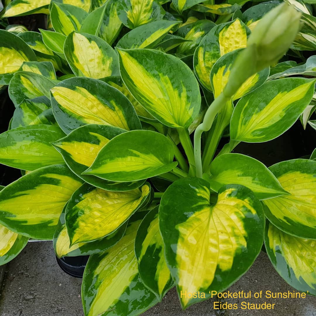 Hosta ‘Pocketful of Sunshine’ P15