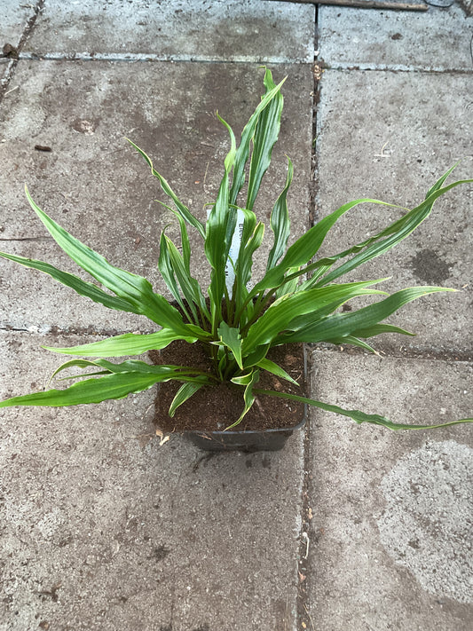 Hosta ‘Electrocution’