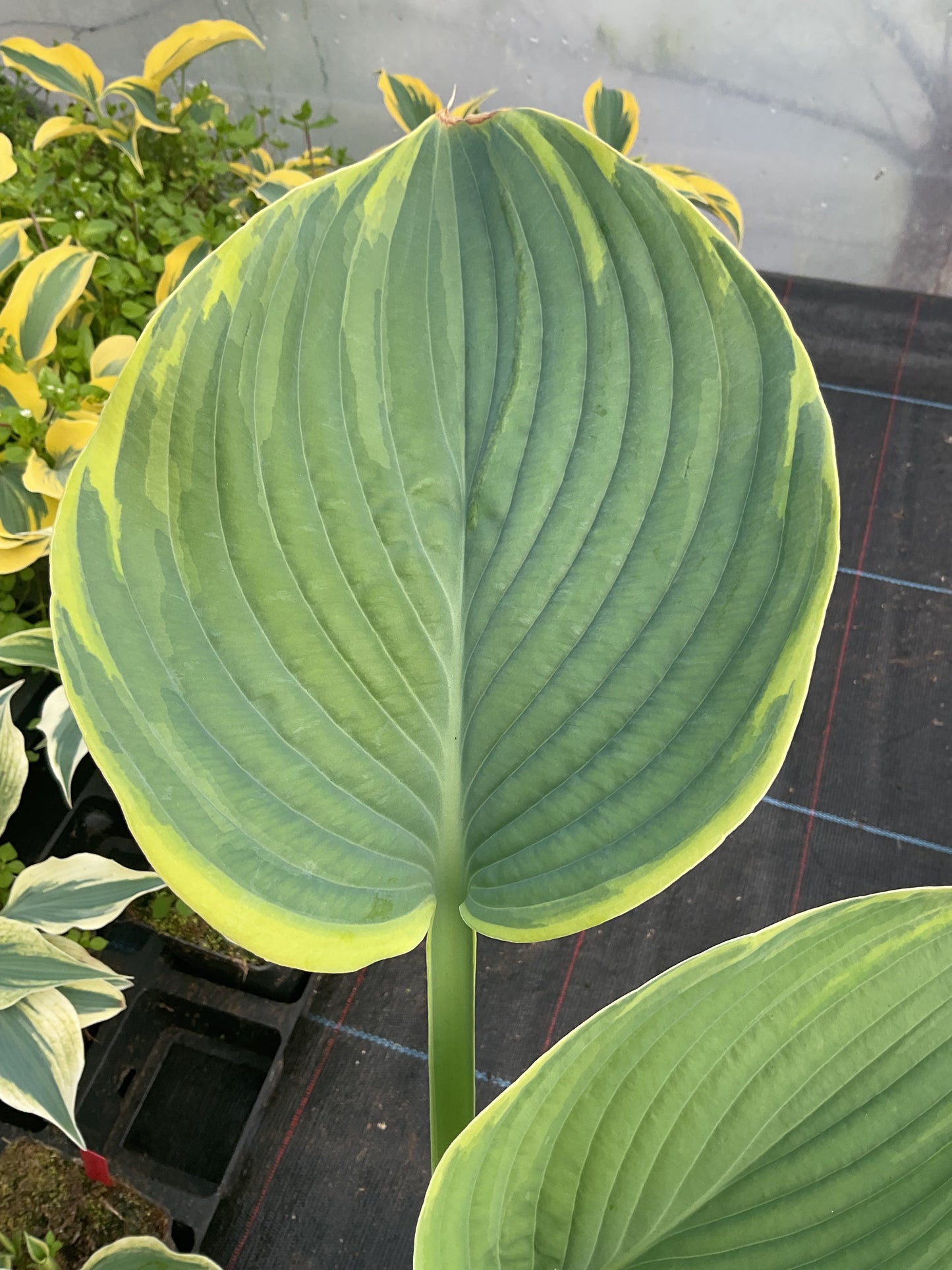 Hosta ‘Gabriel’s Wing’ P15