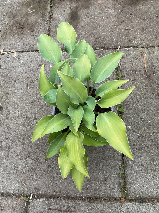 Hosta ‘Cooltini’