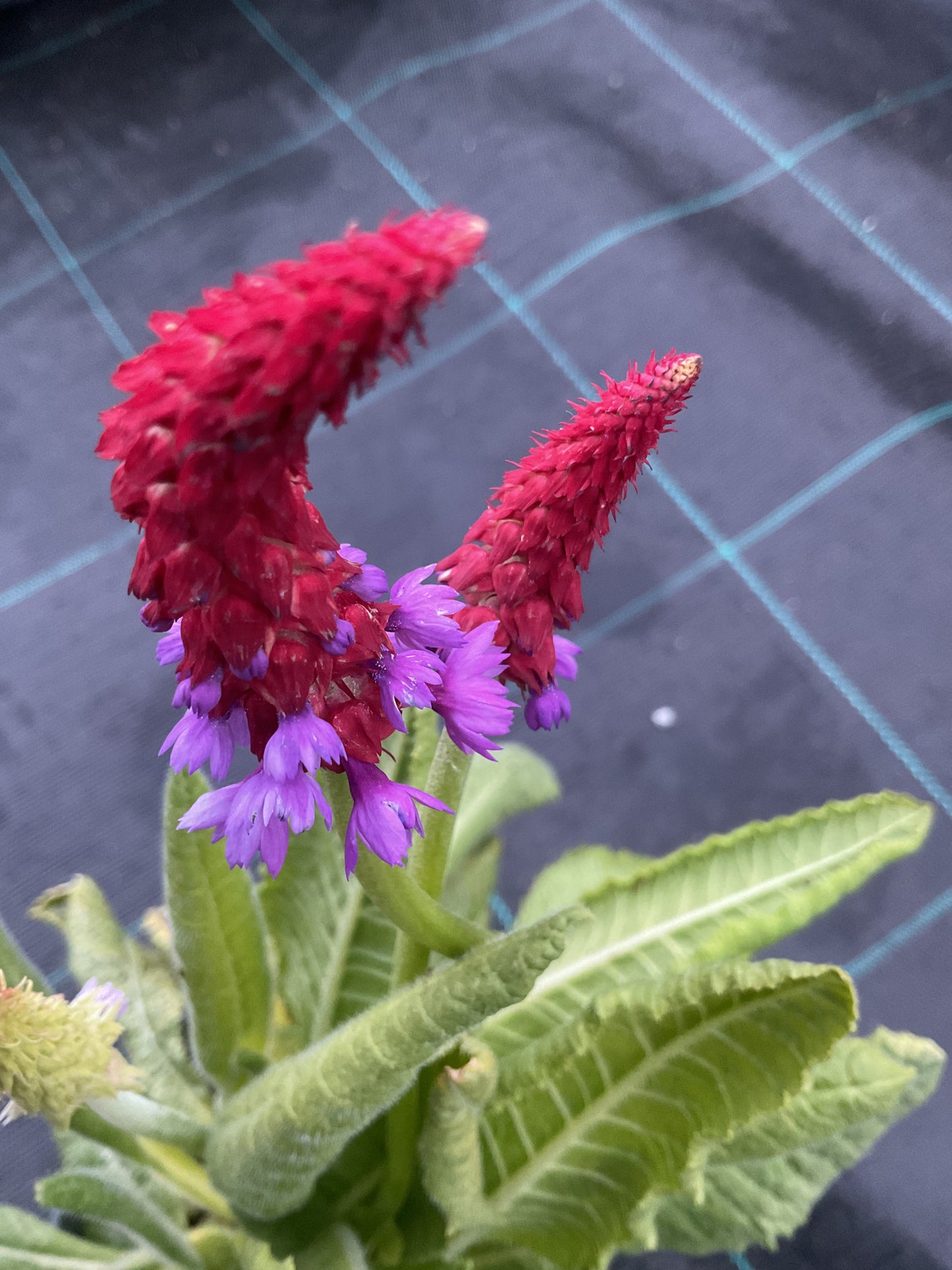 Primula vialii P13