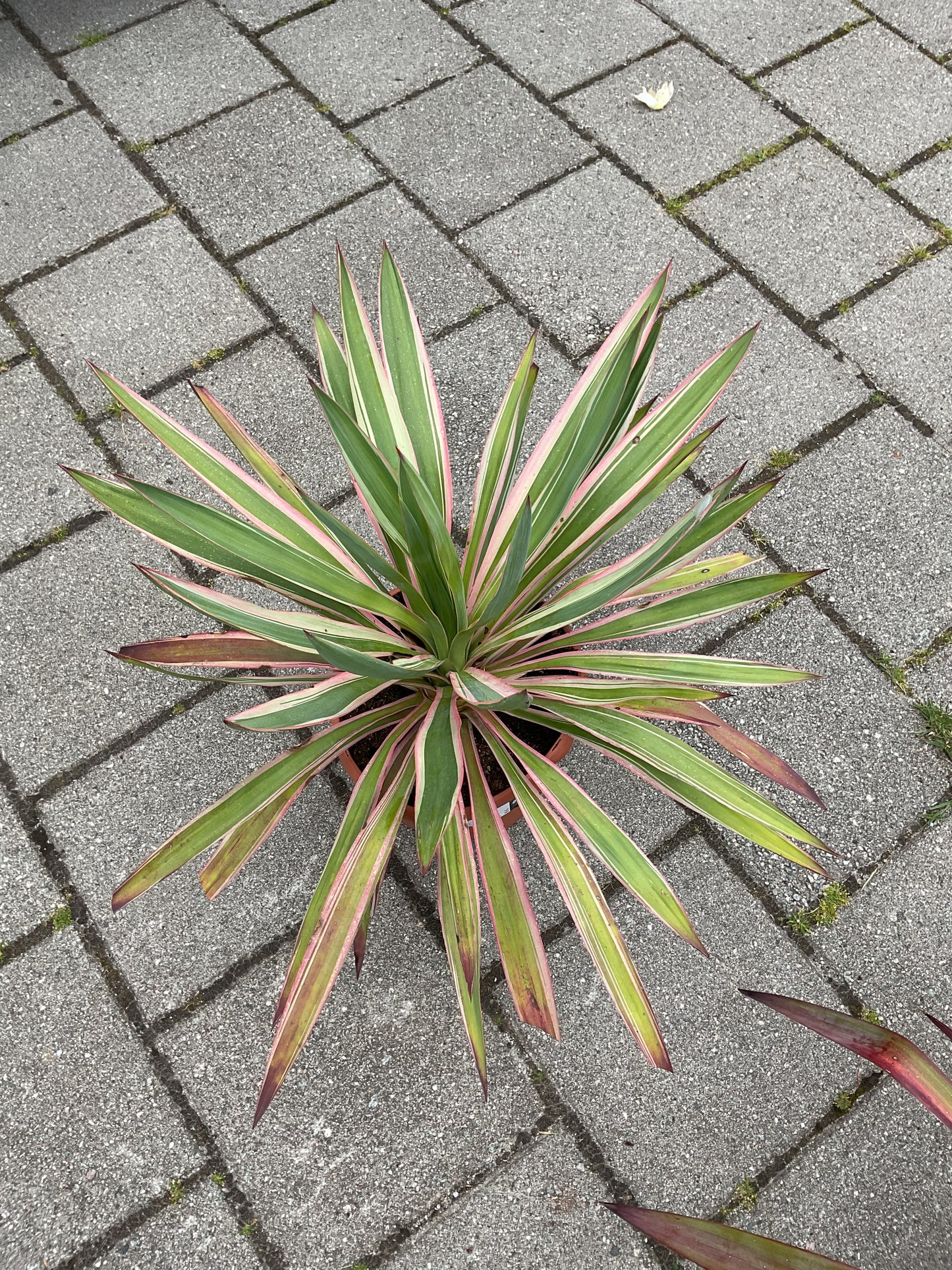 Yucca gloriosa ‘Silver Bont’