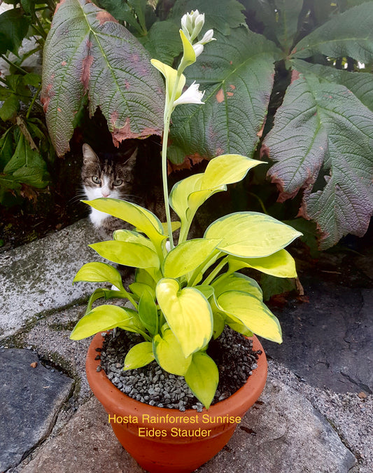 Hosta ‘Rainforrest Sunrise’