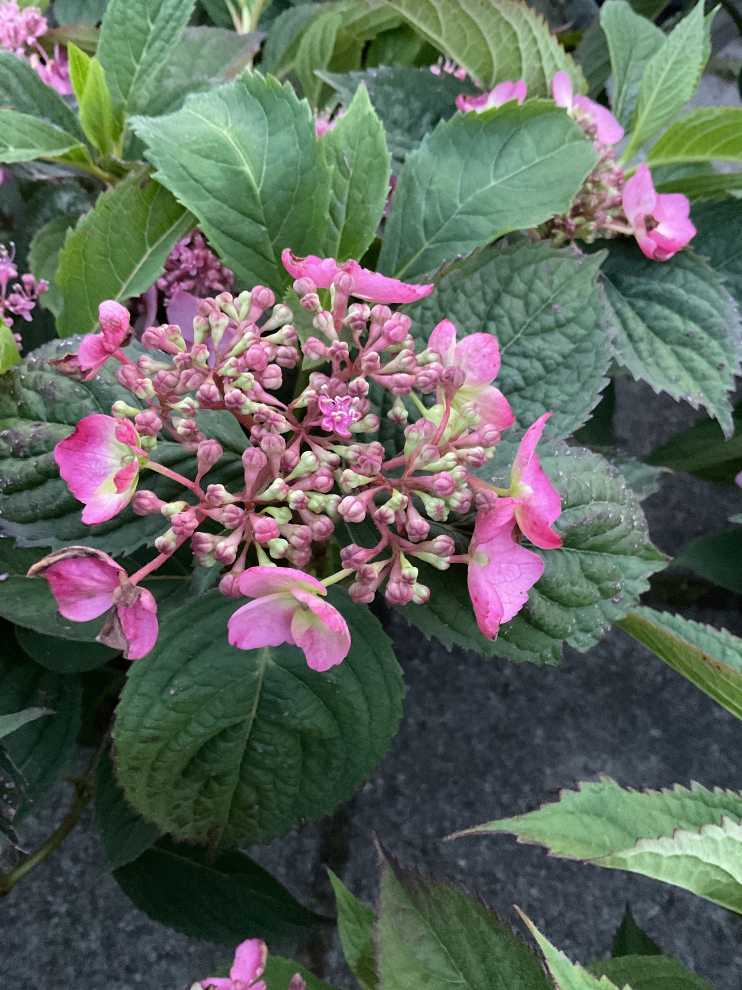 Hydrangea serrata ‘Magic Pillow’ P19
