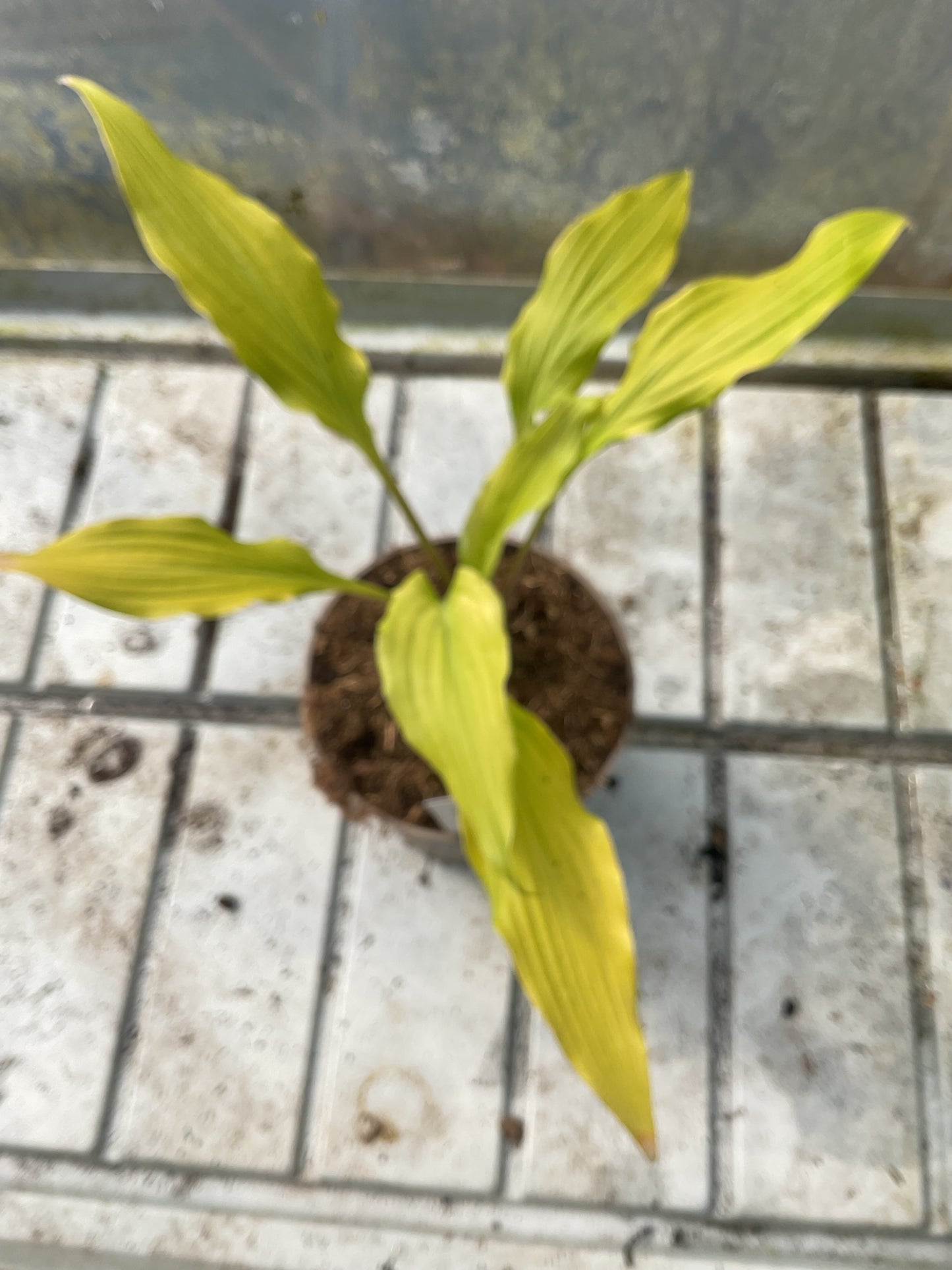 Hosta ‘Kempen Waving Shadow’ P15