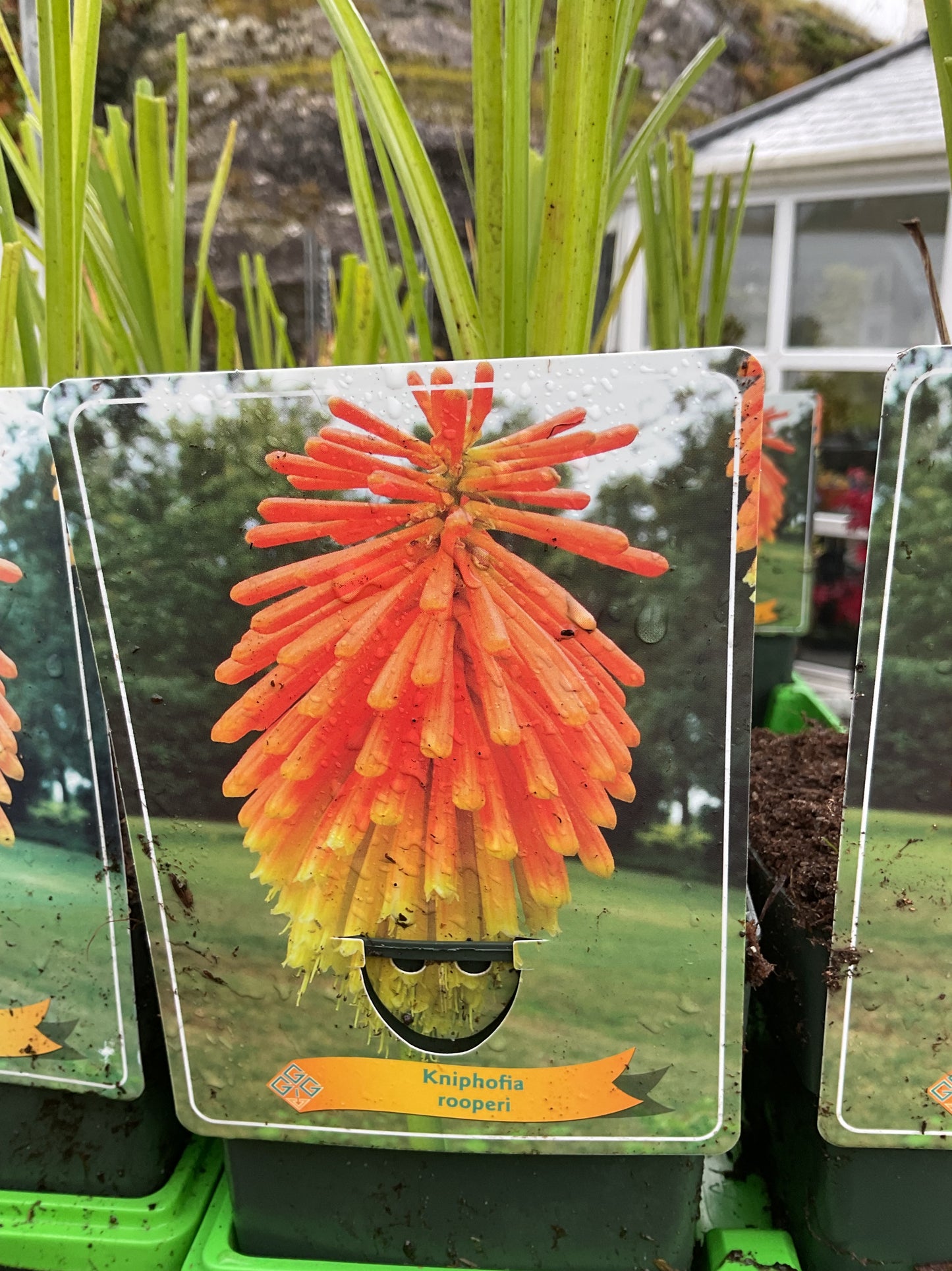 Kniphofia rooperi P11x11