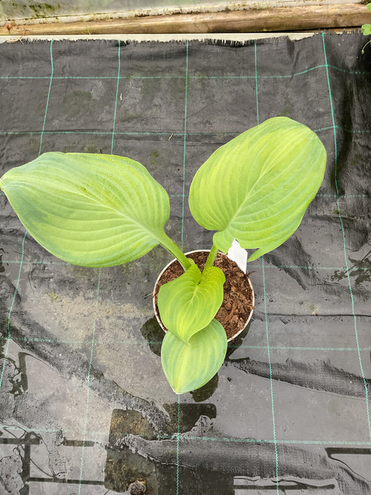 Hosta ‘Ambrosia’ P15