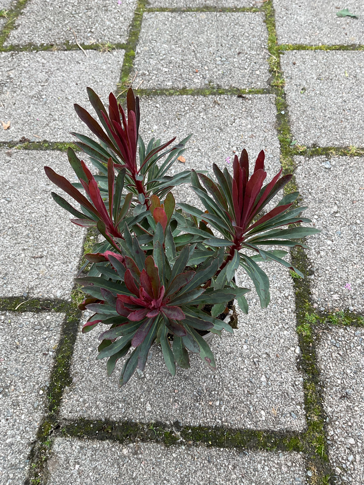 Euphorbia amygdaloides ‘Purpurea’ P13