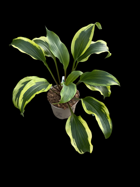 Hosta ‘Monkey Business’ P15