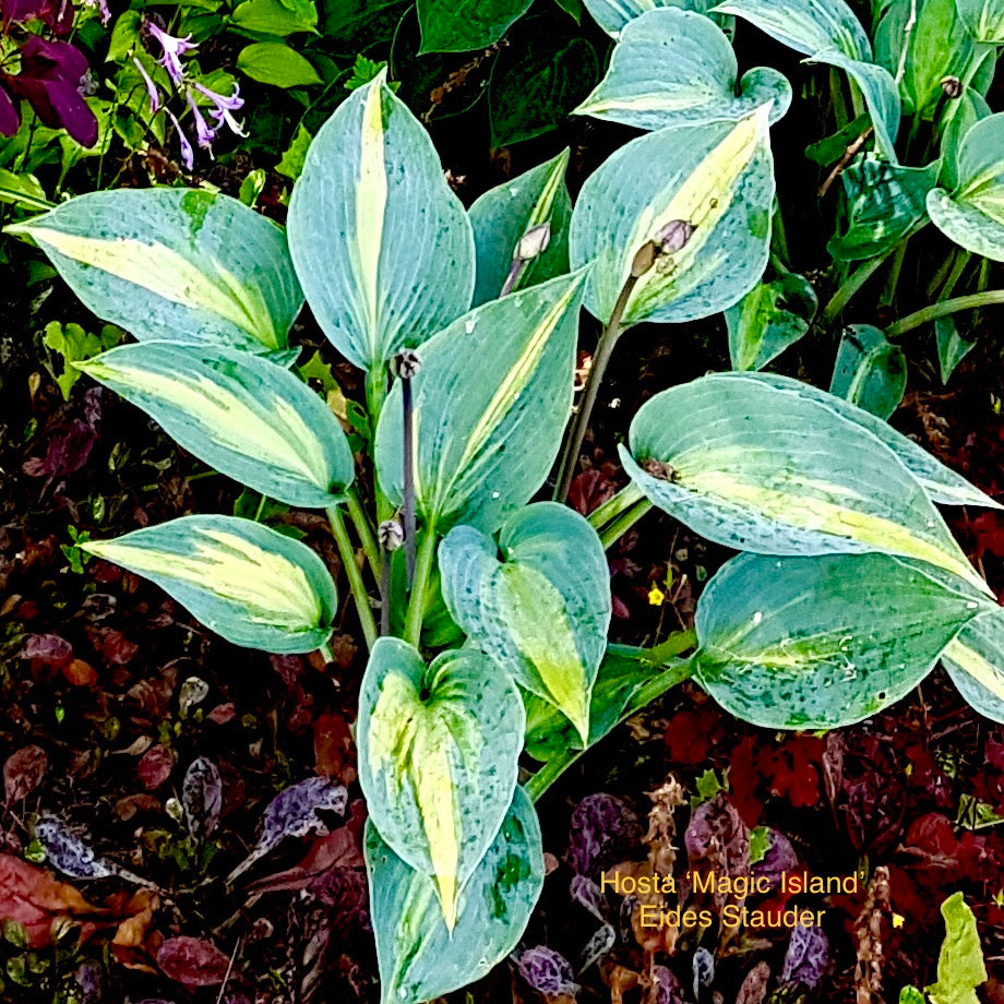 Hosta ‘Magic Island’