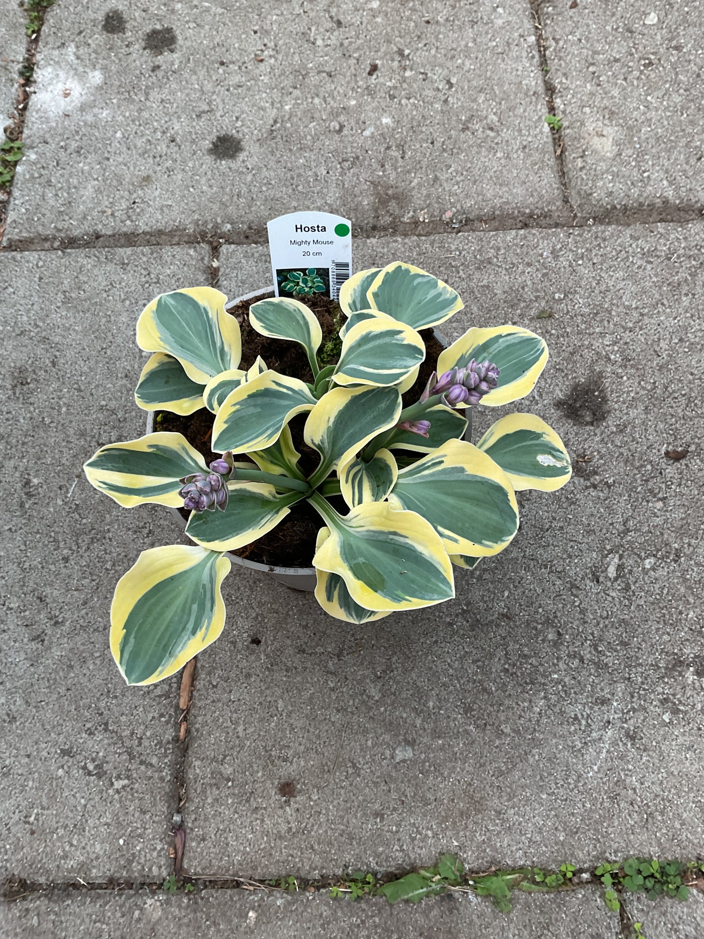 Hosta ‘Mighty Mouse’ P15