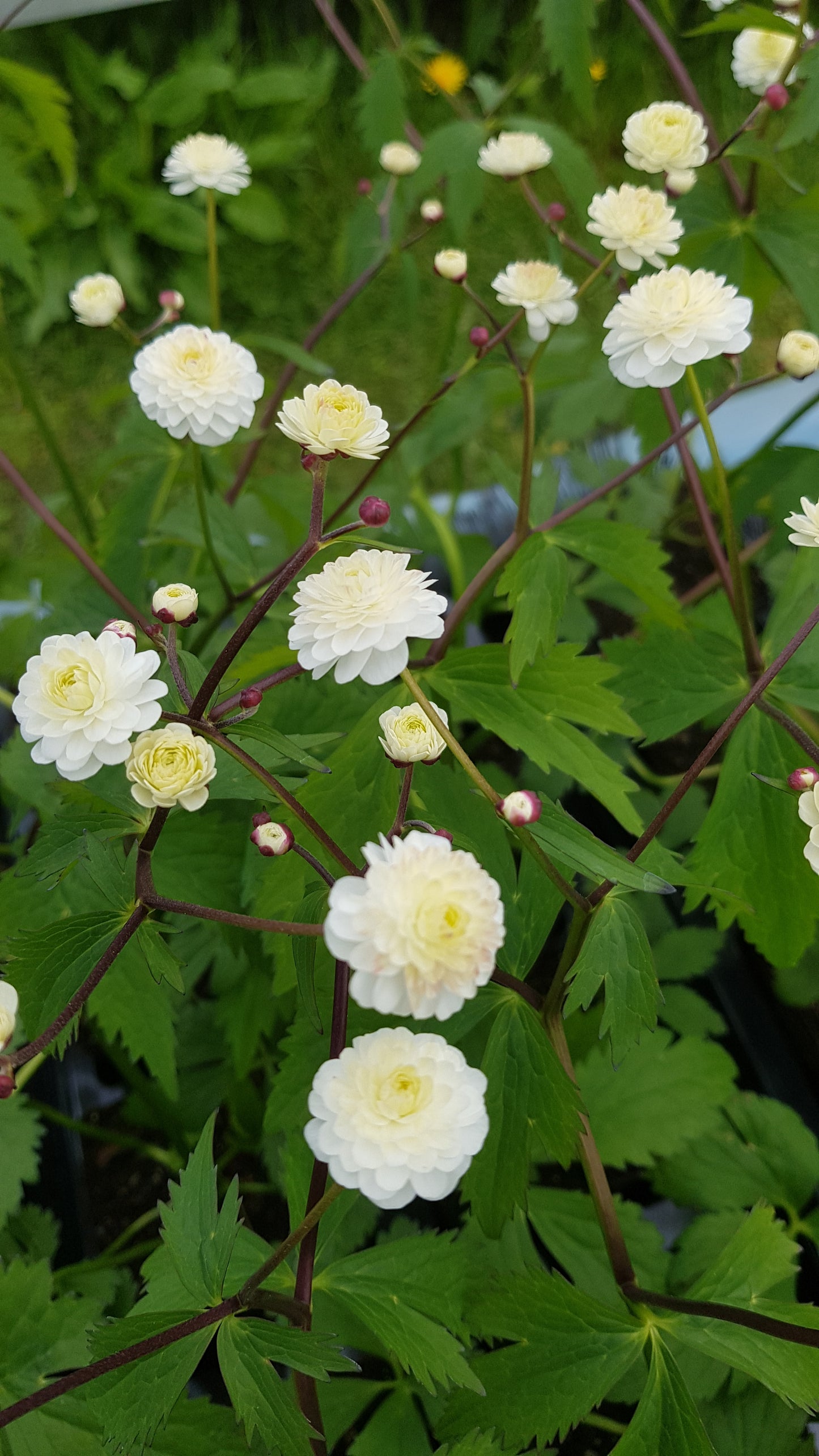 Ranunculus aconitifolius Fl.Pl.