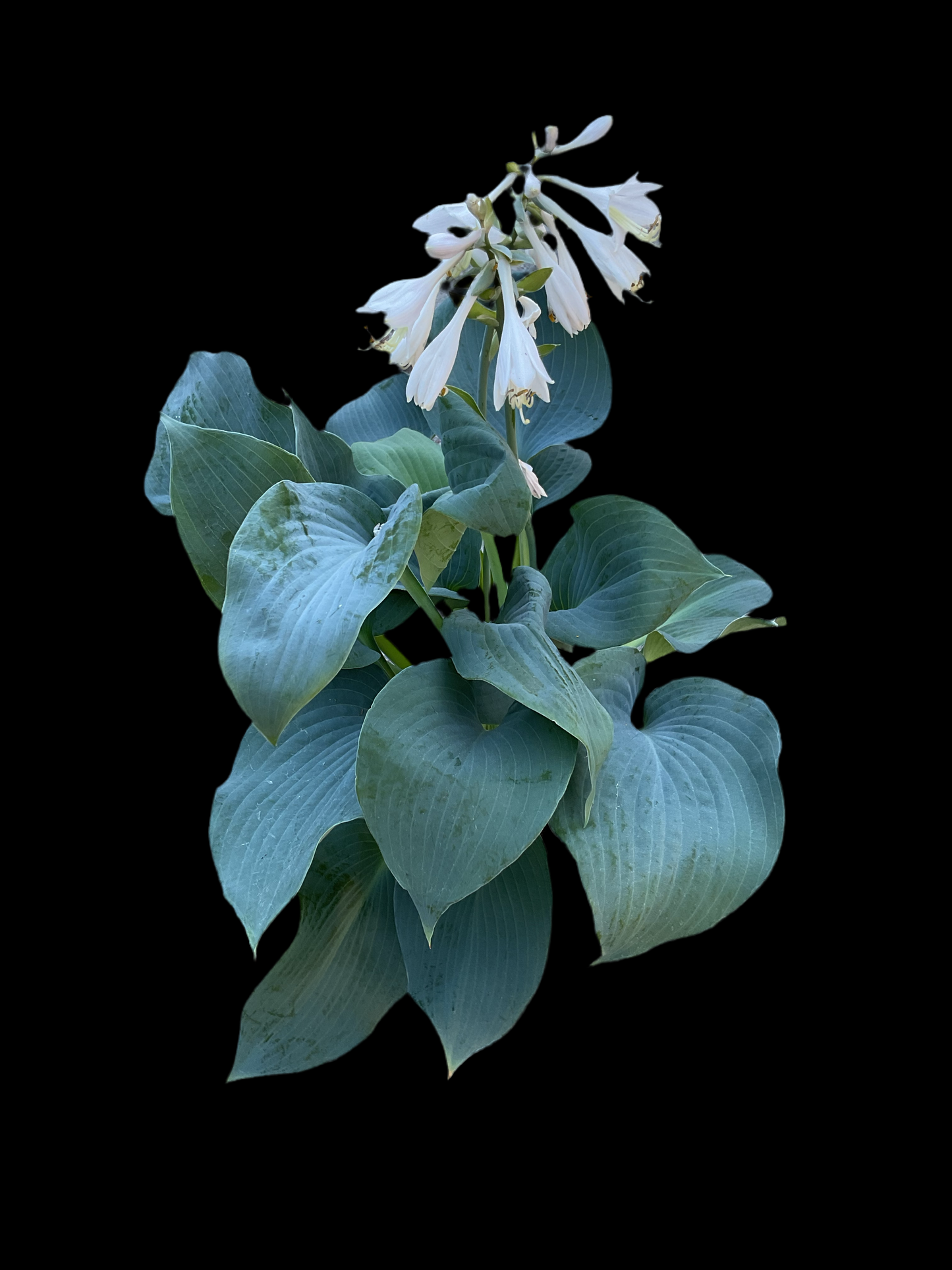 Hosta sieboldiana ‘Elegans’