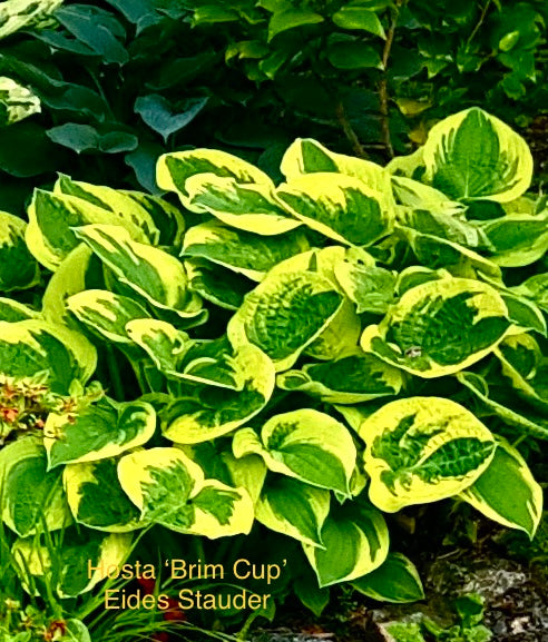 Hosta ‘Brim Cup’