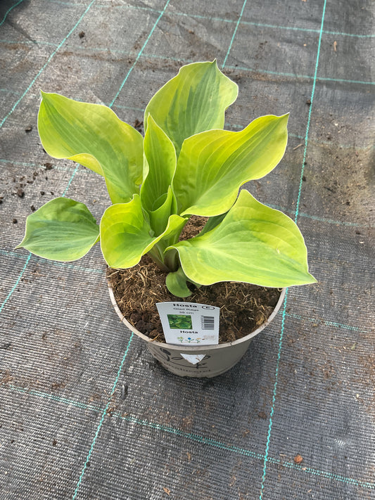 Hosta ‘Glad Rags’ P15