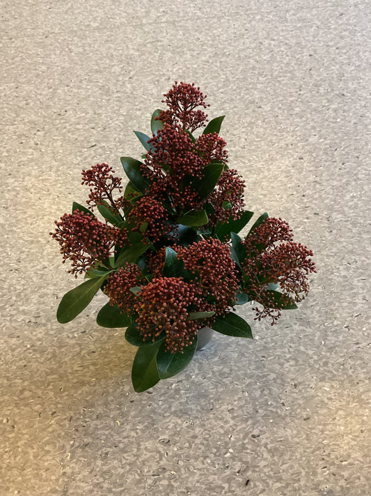 Skimmia japonica ‘Rubella’ p11